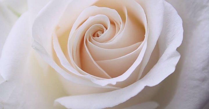 Banho de rosas brancas