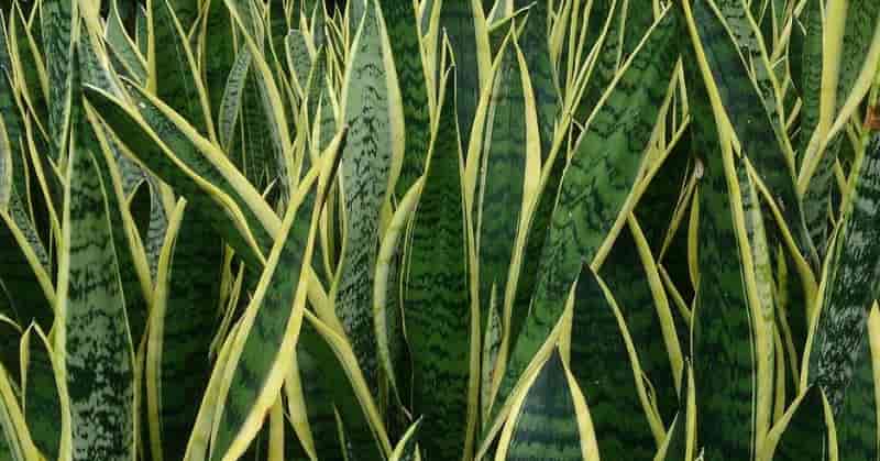 Banho de espada de São Jorge