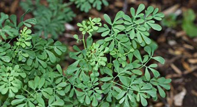 banho umbanda arruda