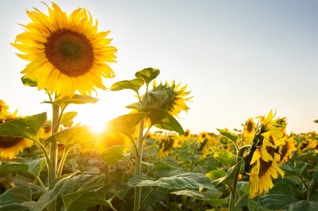girasol banho umbanda