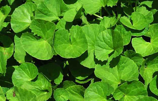 Ayurveda e suas ervas poderosas: Reduza os riscos de câncer com estas 6 plantas