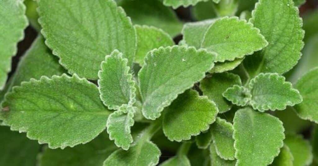 Banho de boldo: benefícios para simpatias e orações