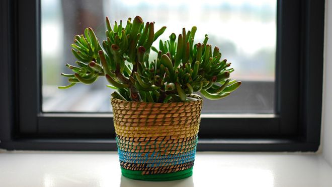 Descubra 5 plantas indicadas pela NASA para purificar o ar da sua residência