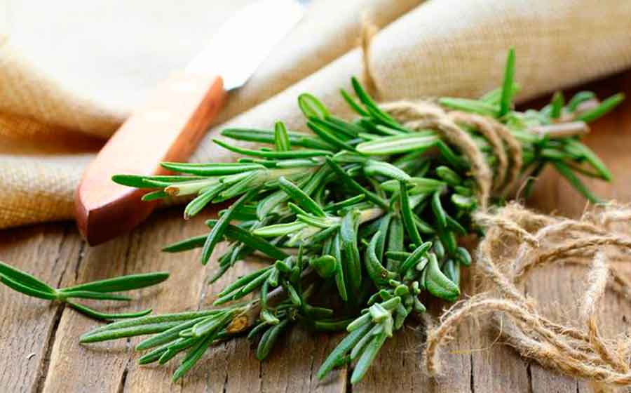 Descubra os benefícios do banho de alecrim para suas simpatias e orações