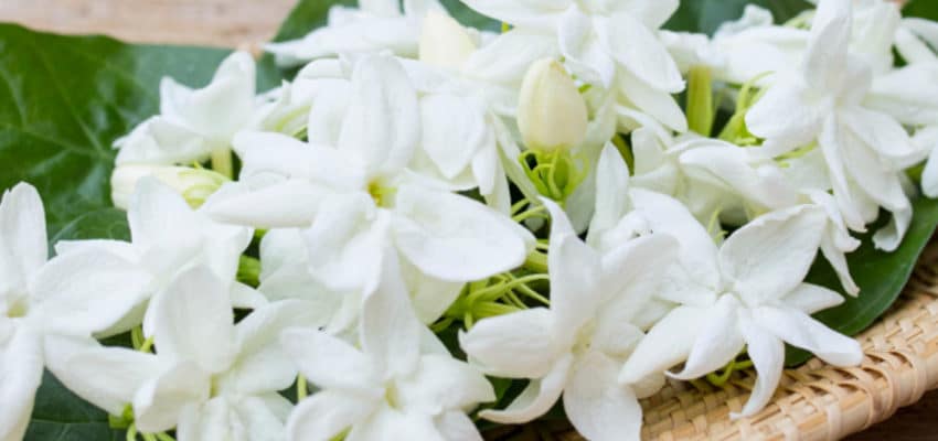 Essências florais que podem ajudar a combater a depressão e salvar vidas.